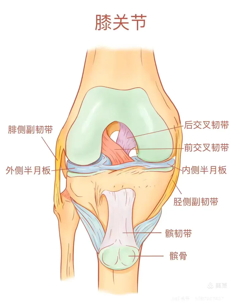 前交叉韧带术后康复